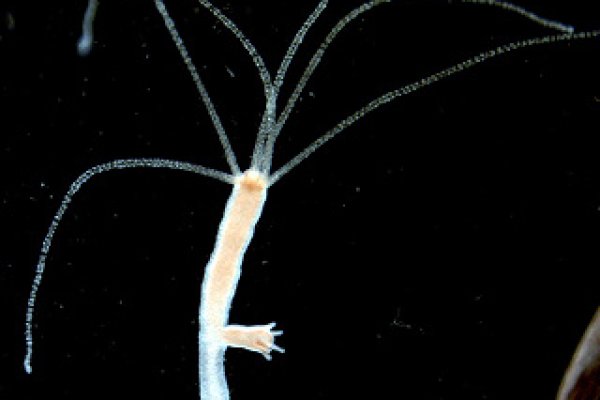 Kraken 24at