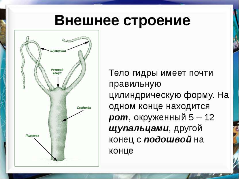 Kraken новая ссылка